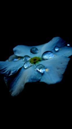 ns36-flower-blue-dark-minimal-nature