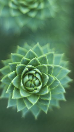nt18-flower-green-nature