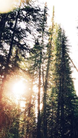 nt21-tree-sunshine-nature-blue