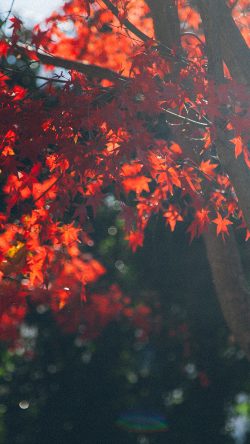 nt22-fall-tree-autumn-nature