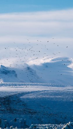nt56-winter-bird-nature