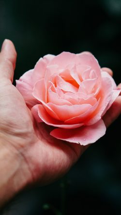 nt73-hand-flower-rose-nature