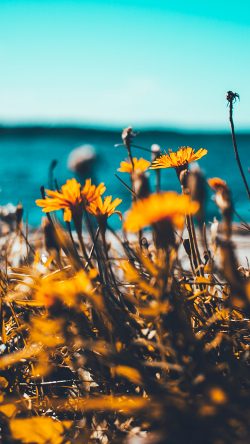 nu64-flower-summer-spring-nature