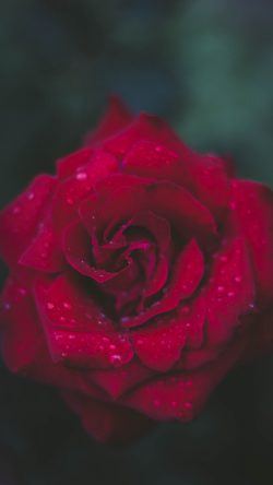 nv54-rose-red-flower-nature