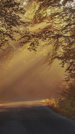 nw06-morning-wide-sunlight-fall-tree-mountain-nature