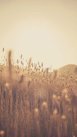 nw28-fall-lawn-bokeh-light-nature