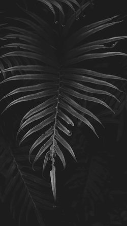 Leaf Tree Dark Nature BW