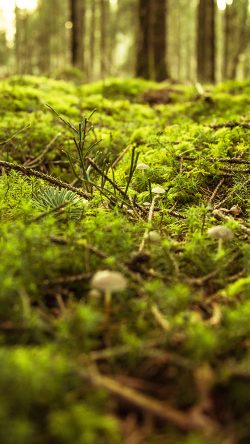 nx82-forest-green-bokeh-mountain-nature