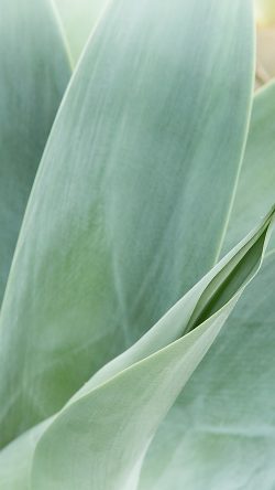 nx91-leaf-green-spring-nature