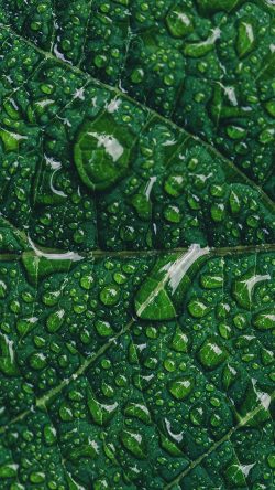 ny89-green-leaf-rain-nature-tree
