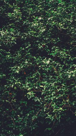 oa95-tree-leaf-green-summer-nature