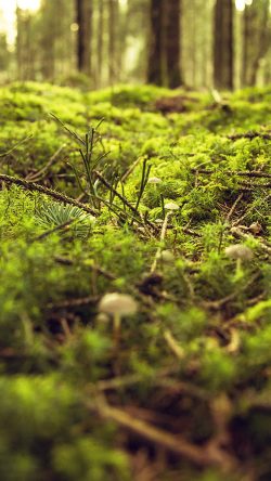 ob02-wood-forest-leaf-bokeh-nature