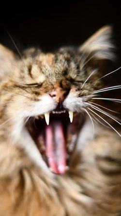ob47-cat-animal-yawn-nature-cute