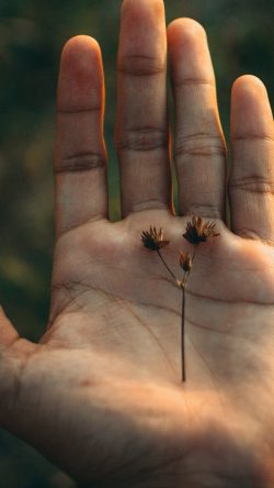 od11-nature-hand-flower