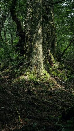 od59-nature-wood-forest