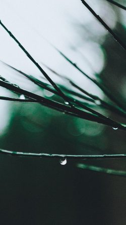 od61-nature-tree-rain