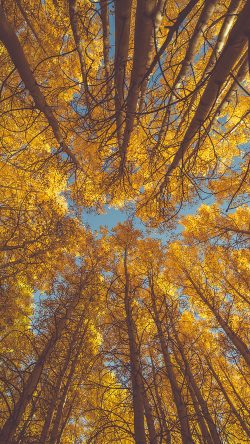 oe84-nature-fall-tree-autumn