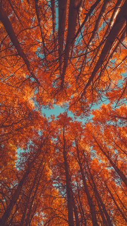 oe85-nature-fall-tree-autumn-red