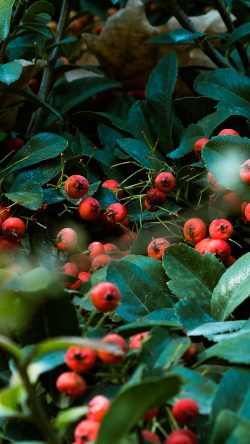 og05-nature-red-berry-green-tree