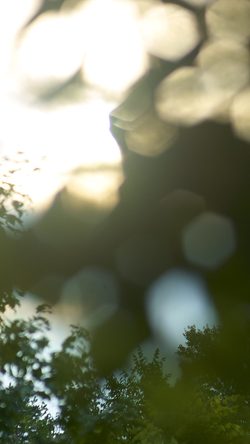 sp45-blur-bokeh-iso-republic-sunlight-trees-forest-green-flare