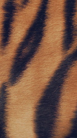 vh34-wild-cat-texture-fur-nature-pattern