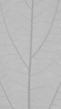 vh99-white-leaf-texture-nature-pattern