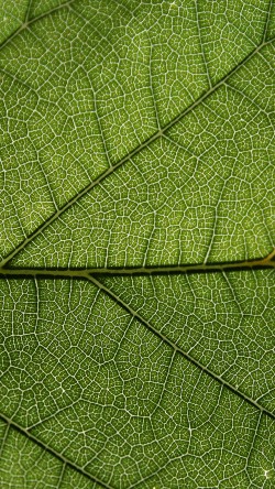 vi52-leaf-green-texture-pattern