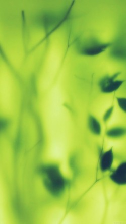 vi75-bokeh-window-leaf-green-pattern