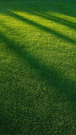 vj85-lawn-grass-sunlight-green-pattern