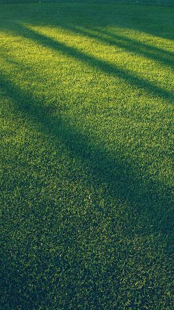 vj86-lawn-grass-sunlight-green-blue-pattern
