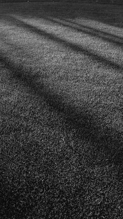 vj87-lawn-grass-sunlight-green-dark-bw-pattern