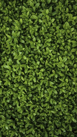 vk70-nature-green-leaf-grass-garden-flower-pattern