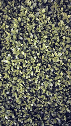 vk71-nature-blue-leaf-grass-garden-flower-pattern