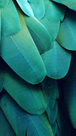 vl63-meizu-feathre-green-nature-texture-animal-pattern