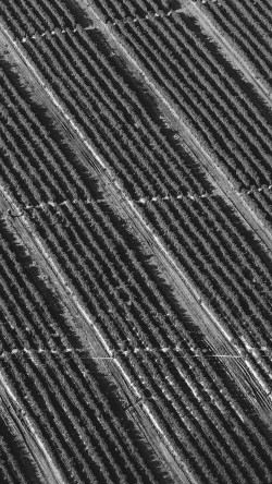 vn62-bw-dark-field-nature-pattern