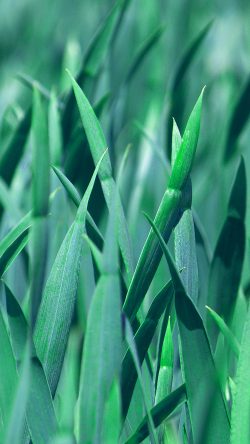 vy83-bokeh-light-blue-pattern-background-green