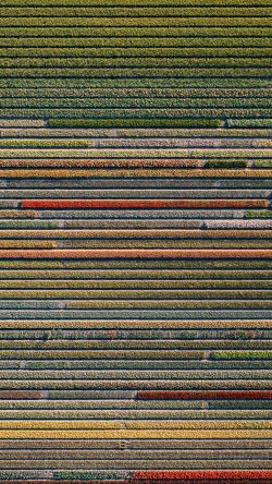wa89-flower-farm-earthview-color-pattern-background