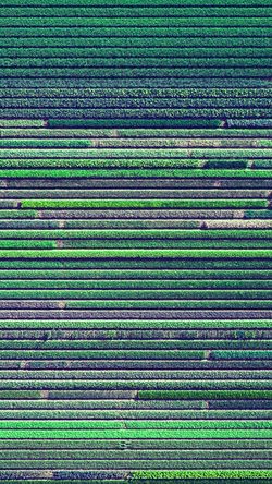 Flower Farm Earthview Color Pattern Background Green