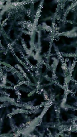 wb75-plant-flower-blue-rain-pattern-background